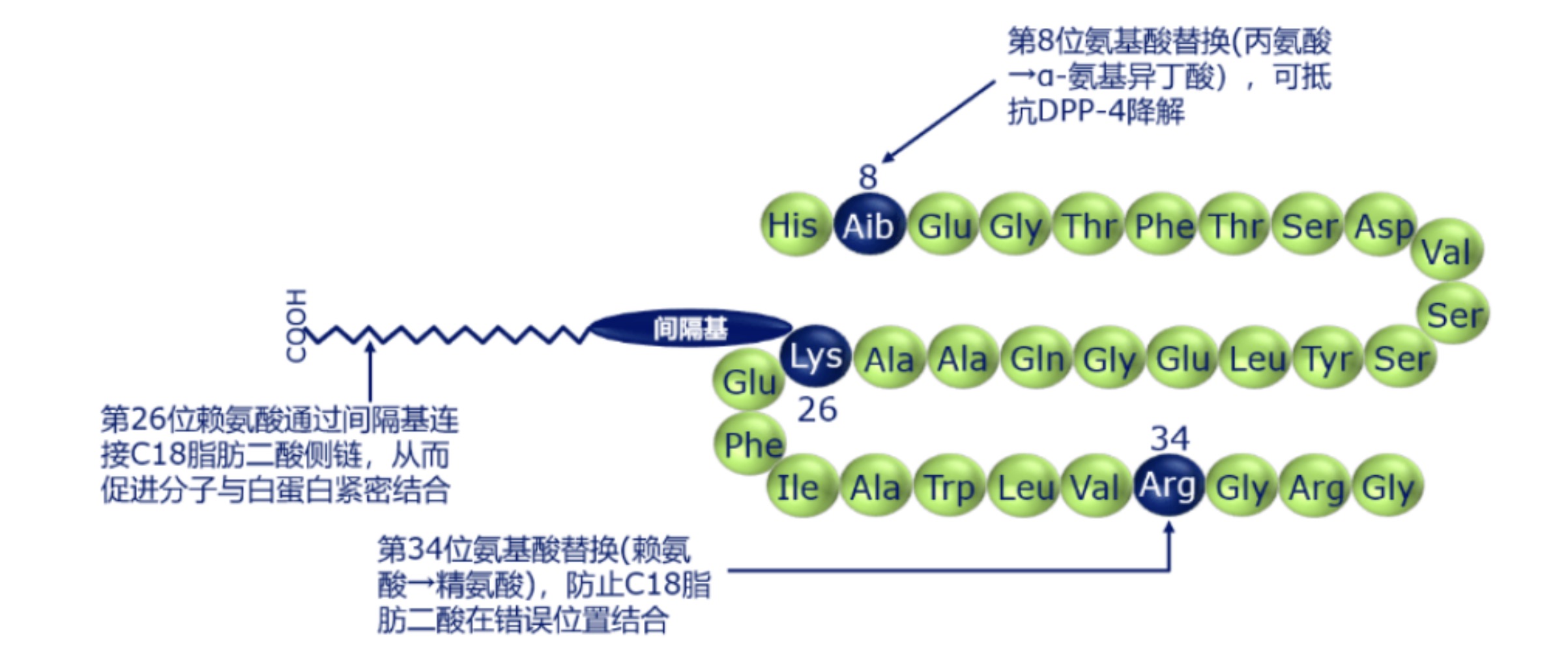 多肽类药物：从多肽百年发展史看药物研发未来发展