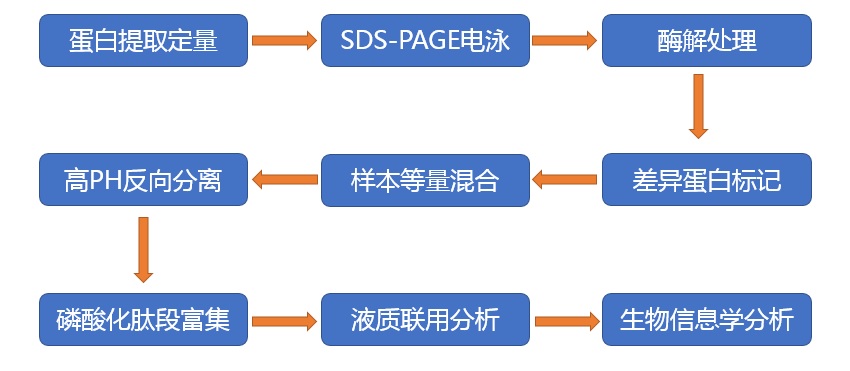 蛋白磷酸化组学服务