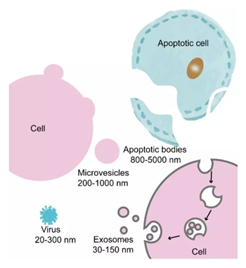 外泌体蛋白质组学分析