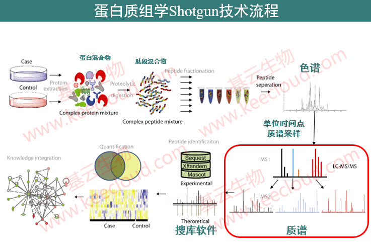 蛋白质混合液质谱分析